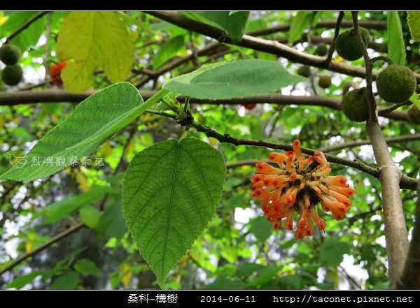 桑科-構樹_05.jpg 桑科-構樹_05.jpg