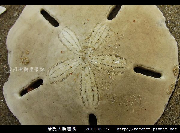 曼氏孔盾海膽_02.jpg 曼氏孔盾海膽_02.jpg