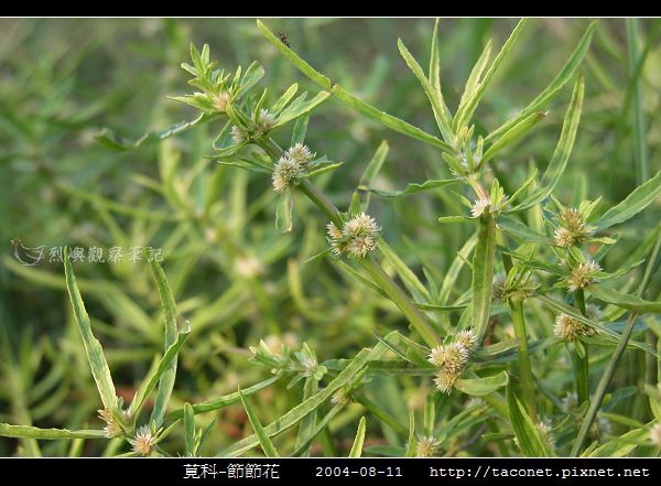 莧科-節節花_03.jpg 莧科-節節花_03.jpg