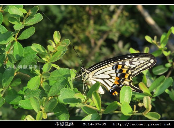 柑橘鳳蝶_11.jpg 柑橘鳳蝶_11.jpg