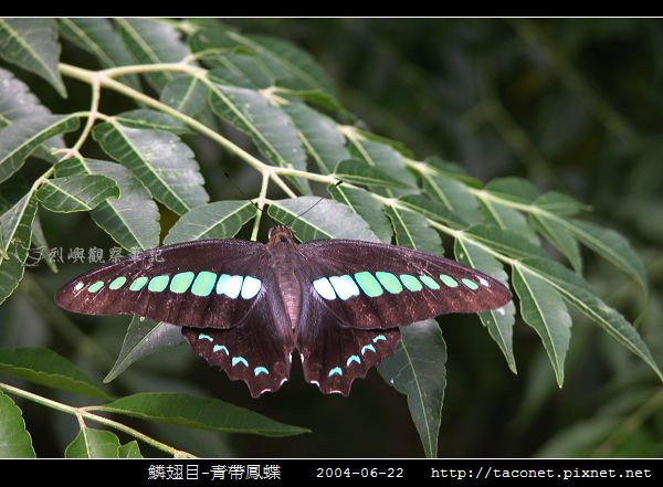 鱗翅目-青帶鳳蝶_03.jpg