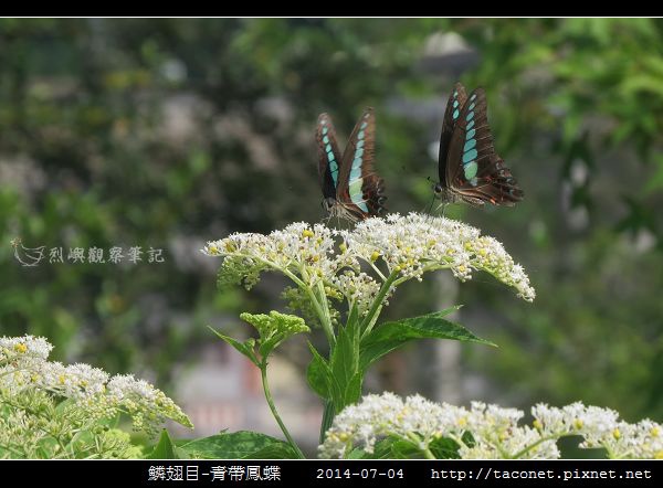 鱗翅目-青帶鳳蝶_04.jpg 鱗翅目-青帶鳳蝶_04.jpg