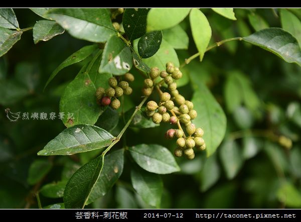 芸香科-刺花椒_02.jpg 芸香科-刺花椒_02.jpg