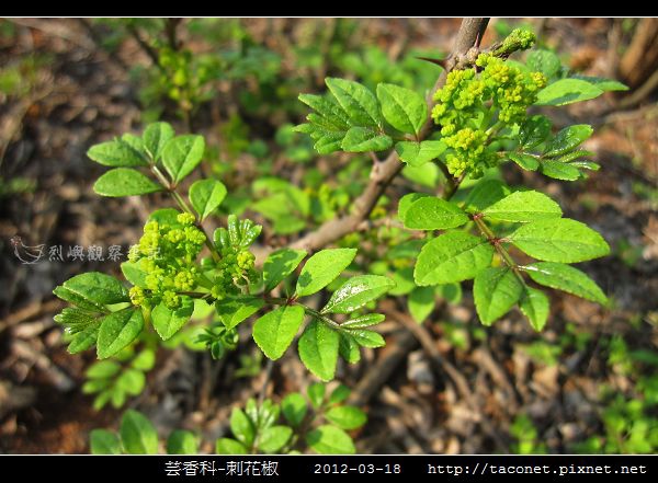 芸香科-刺花椒_06.jpg