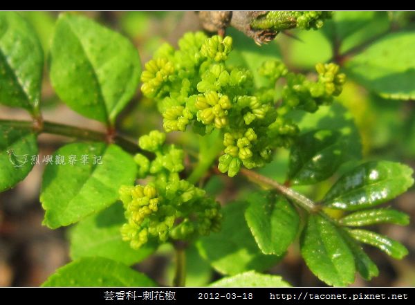 芸香科-刺花椒_07.jpg