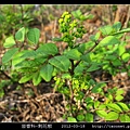 芸香科-刺花椒_09.jpg