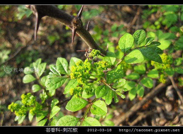 芸香科-刺花椒_10.jpg