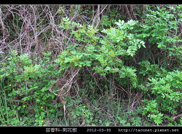 芸香科-刺花椒_14.jpg