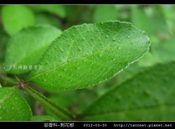 芸香科-刺花椒_15.jpg