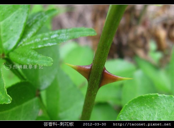 芸香科-刺花椒_16.jpg