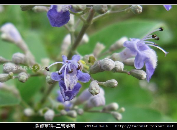 馬鞭草科-三葉蔓荊_01.jpg