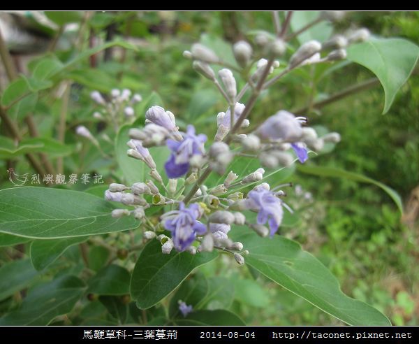 馬鞭草科-三葉蔓荊_02.jpg