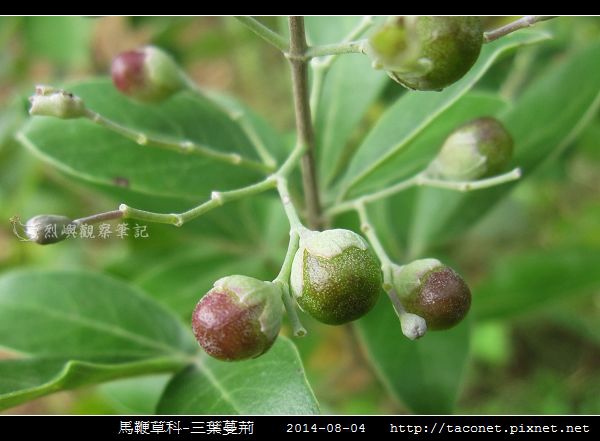 馬鞭草科-三葉蔓荊_05.jpg