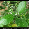 馬鞭草科-三葉蔓荊_06.jpg