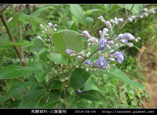 馬鞭草科-三葉蔓荊_08.jpg 馬鞭草科-三葉蔓荊_08.jpg