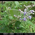 馬鞭草科-三葉蔓荊_08.jpg