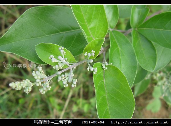 馬鞭草科-三葉蔓荊_09.jpg