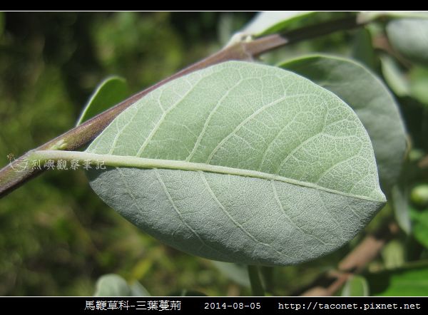 馬鞭草科-三葉蔓荊_16.jpg