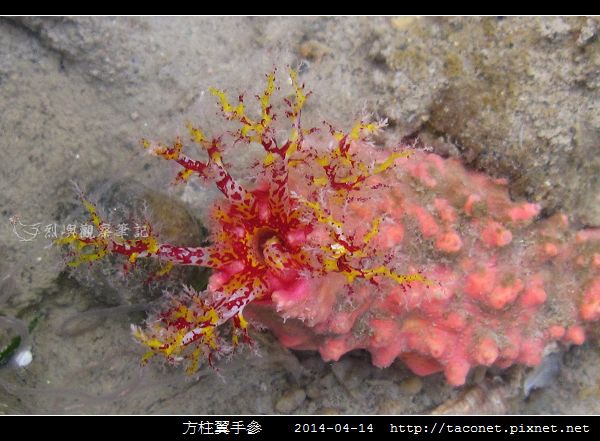 方柱翼手參_03.jpg 方柱翼手參_03.jpg