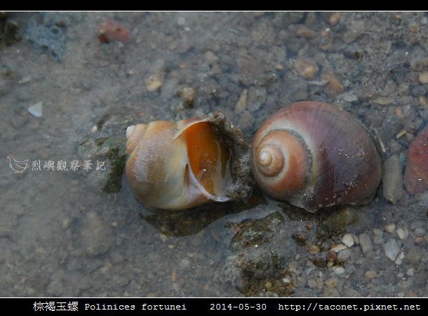 棕褐玉螺 Polinices fortunei _04.jpg 棕褐玉螺 Polinices fortunei _04.jpg