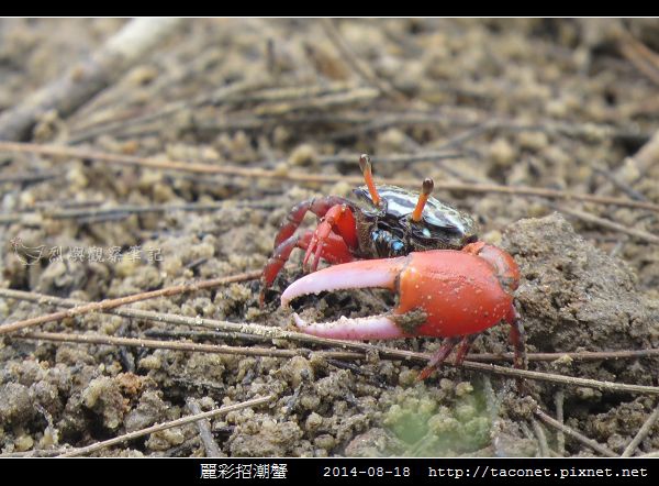 麗彩招潮蟹_09.jpg 麗彩招潮蟹_09.jpg