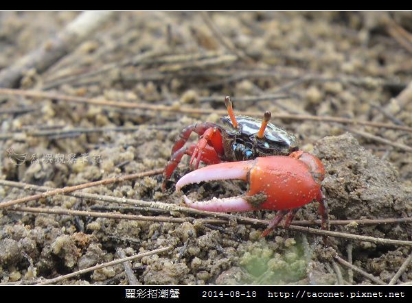 麗彩招潮蟹_09.jpg