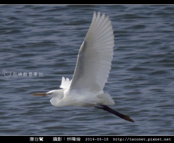 鷺科-唐白鷺_01.jpg 鷺科-唐白鷺_01.jpg