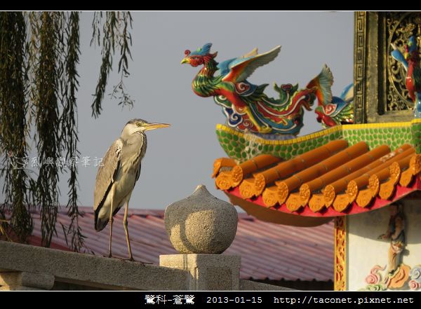 鷺科-蒼鷺_10.jpg 鷺科-蒼鷺_10.jpg