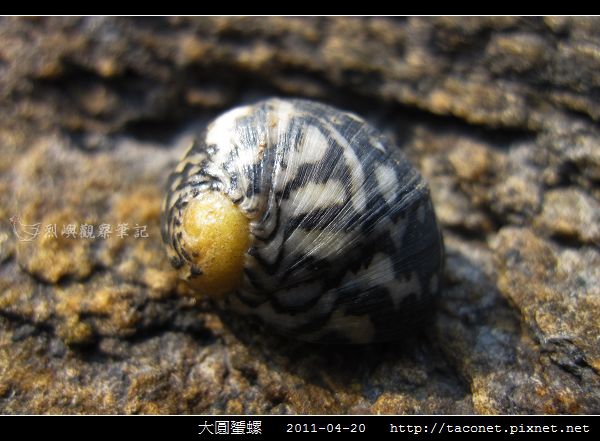 大圓蜑螺_03.jpg 大圓蜑螺_03.jpg