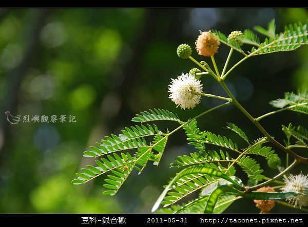豆科-銀合歡_05.jpg 豆科-銀合歡_05.jpg