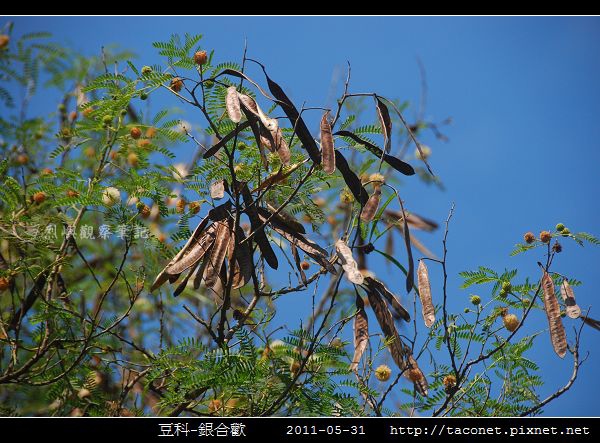 豆科-銀合歡_06.jpg