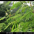 豆科-銀合歡_10.jpg