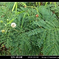 豆科-銀合歡_14.jpg