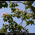 錦葵科-木芙蓉_07.jpg