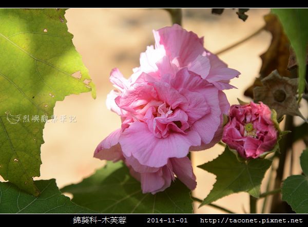 錦葵科-木芙蓉_08.jpg