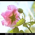 錦葵科-木芙蓉_09.jpg