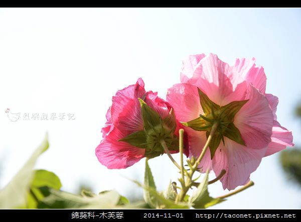 錦葵科-木芙蓉_12.jpg