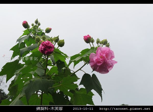 錦葵科-木芙蓉_15.jpg