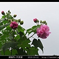 錦葵科-木芙蓉_15.jpg