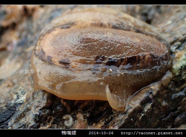 鴨嘴螺_08.jpg 鴨嘴螺_08.jpg
