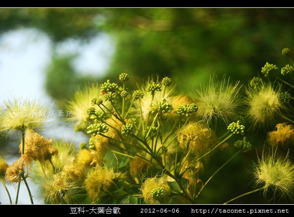 豆科-大葉合歡_03.jpg