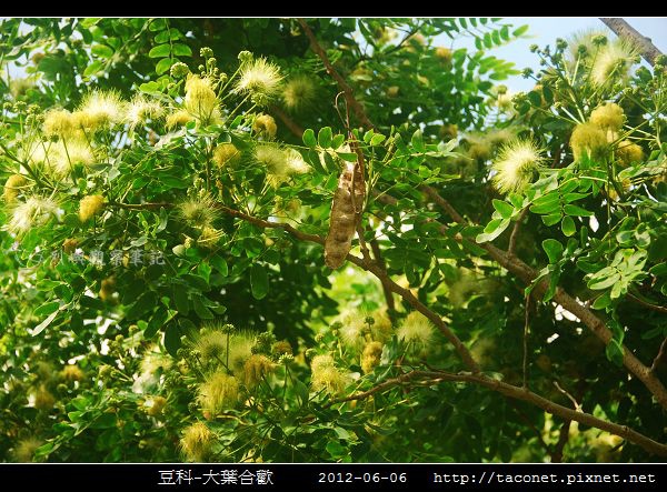 豆科-大葉合歡_04.jpg 豆科-大葉合歡_04.jpg