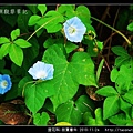 旋花科-葛葉牽牛-01.jpg