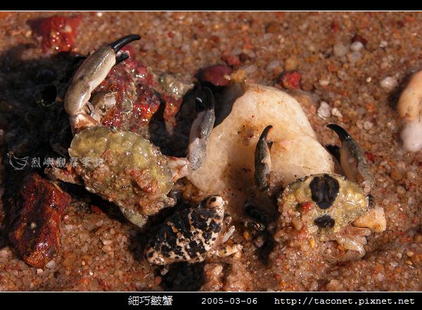 細巧皺蟹_03.jpg 細巧皺蟹_03.jpg
