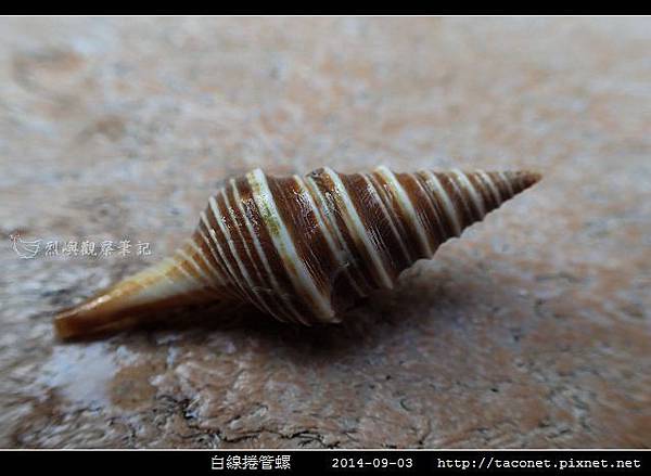 白線捲管螺_01.jpg 白線捲管螺_01.jpg