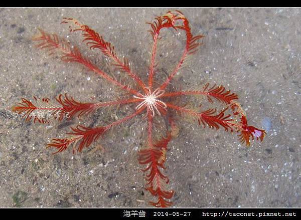 海羊齒_10.jpg 海羊齒_10.jpg