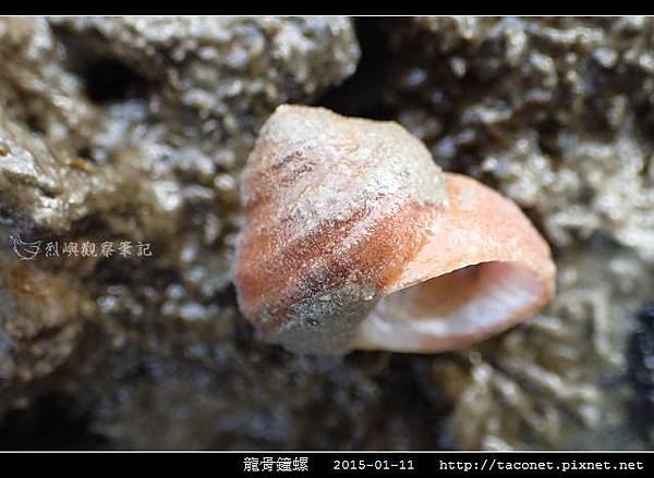 龍骨鐘螺_08.jpg 龍骨鐘螺_08.jpg