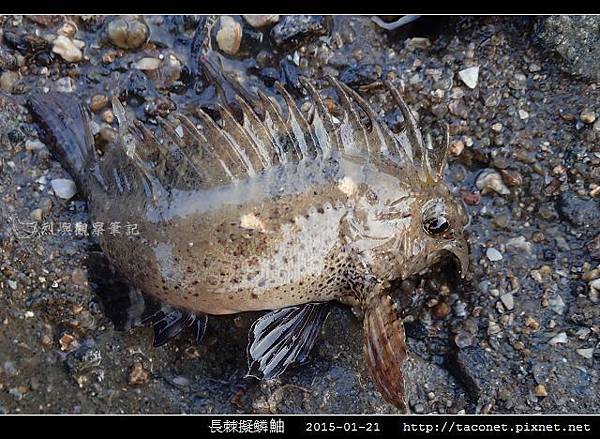 長棘擬鱗_02.jpg 長棘擬鱗_02.jpg