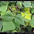 豆科-白花鵲豆_02.jpg