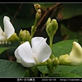 豆科-白花鵲豆_01.jpg